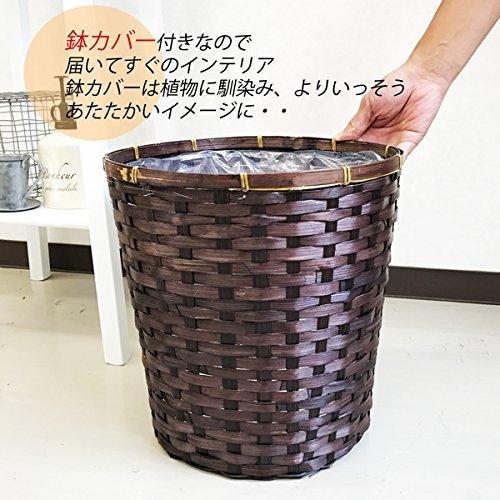 大型　フィカス　ウンベラータ　スタンド仕立て　陶器鉢　植え込み発送 楽天市場】観葉植物 フィカス・ウンベラータ7号角高陶器鉢|高さ