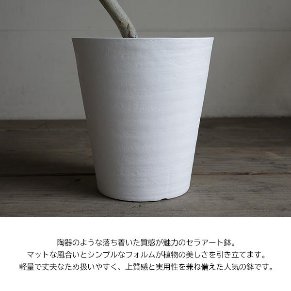 フィカス ウンベラータ 大きめ S字樹形 観葉植物 白セラアート鉢 8号