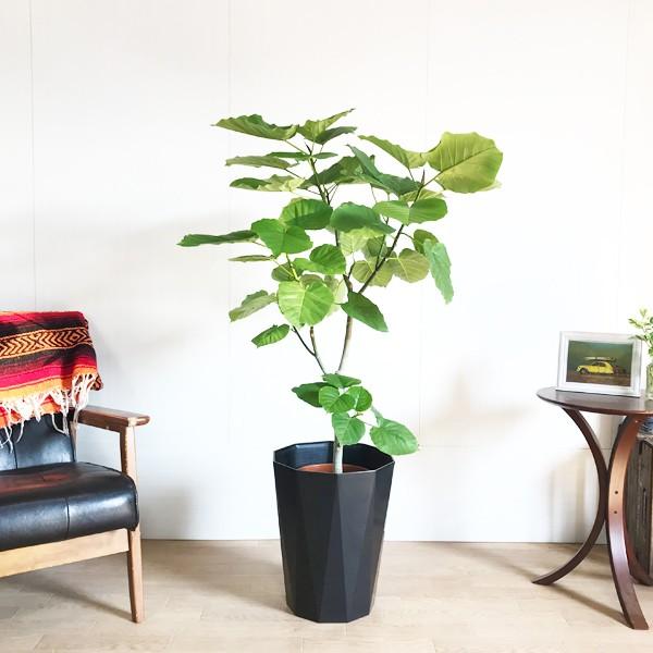 フィカス ウンベラータ ゴムの木 スタイリッシュな黒色鉢カバー付 8号