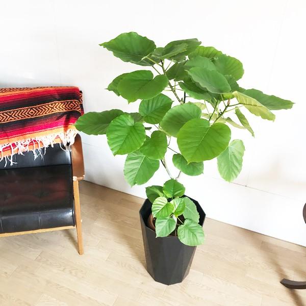 フィカス ウンベラータ ゴムの木 スタイリッシュな黒色鉢カバー付 8号