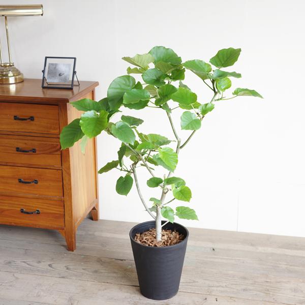 フィカス ウンベラータ 観葉植物 ブラックセラアート鉢 8号 ゴムの木