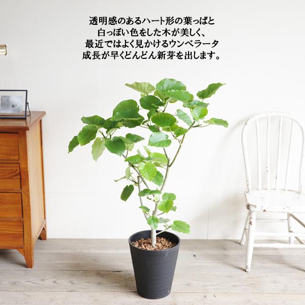 フィカス ウンベラータ 観葉植物 ブラックセラアート鉢 8号 ゴムの木