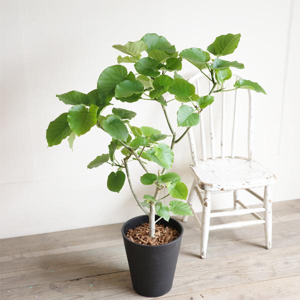 フィカス ウンベラータ 観葉植物 ブラックセラアート鉢 8号