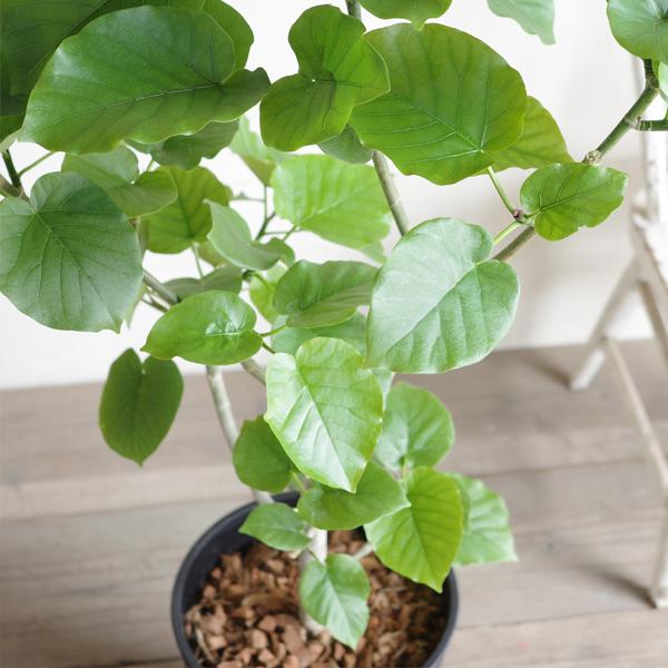 フィカス ウンベラータ 観葉植物 ブラックセラアート鉢 8号
