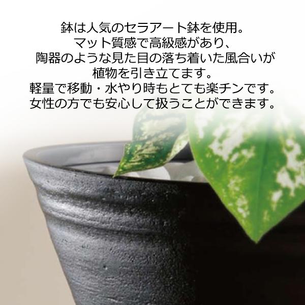 フィカス ウンベラータ 観葉植物 ブラックセラアート鉢 8号 ゴムの木