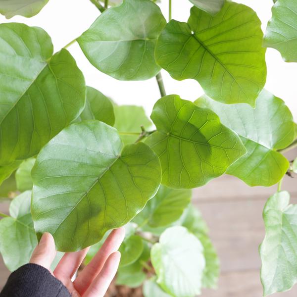 フィカス ウンベラータ 観葉植物 ホワイトセラアート鉢 8号 ゴムの木