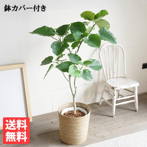 フィカス ウンベラータ やわらかいカゴ付 送料無料 観葉植物 中型 大型