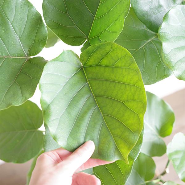 ウンベラータ　ゴムの木　ゴムノキ　フィカス　ウンベラータ　観葉植物　塊根植物　多肉植物　ビザールプランツ　レアプランツ　ガーデニング　植物　グリーン　趣味　盆栽　葉　花　庭　草　インテリア　おしゃれ　飾り　園芸　 Amazon｜フィカス ウンベラータ ゴムの木 10号 大鉢 観葉植物 本物