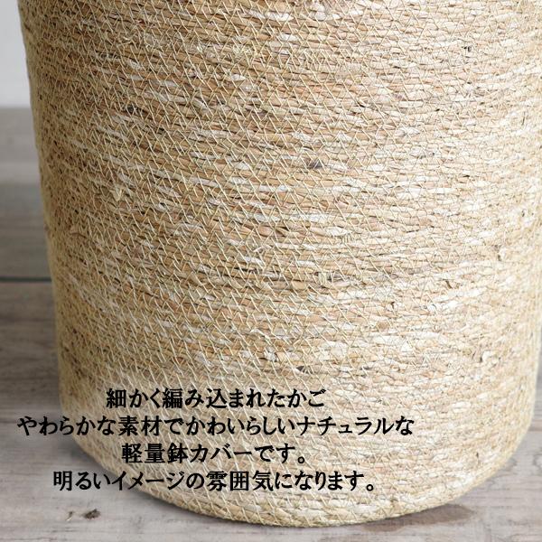フィカス ウンベラータ やわらかいカゴ付 送料無料 観葉植物 中型 大型