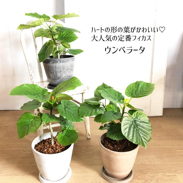フィカス ウンベラータ 選べる鉢カラー ボタニーポット 可愛い
