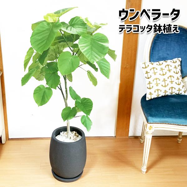 完売 ウンベラータ 陶器テラコッタ鉢植え 丸型 ブラック 送料無料 観葉植物 中型 大型 インテリア ウランベータ 黒 Unbekaitobk 観葉植物のパーフェクトグリーン 通販 Yahoo ショッピング 初回限定 Pandas Com Br