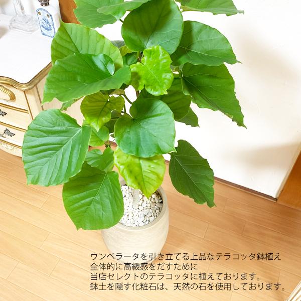 訳ありセール格安 ウンベラータ 陶器テラコッタ鉢植え 丸型 モカ 送料無料 観葉植物 中型 大型 インテリア ウランベータ ブラウン Unbekaitomoca 観葉植物のパーフェクトグリーン 通販 Yahoo ショッピング 高質で安価 Www Maxipiso Com Ar