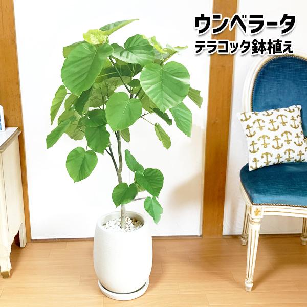 人気特価激安 ウンベラータ 陶器テラコッタ鉢植え 丸型 アイボリー 送料無料 観葉植物 中型 大型 インテリア ウランベータ 楽天ランキング1位 Www Maxipiso Com Ar