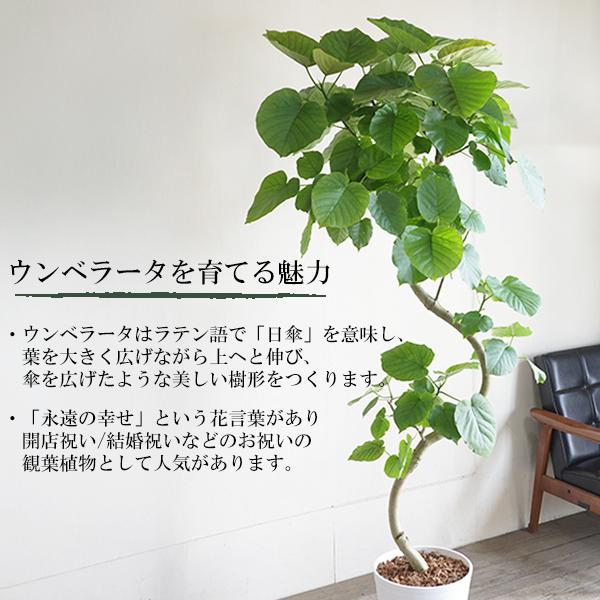 特大 フィカス ウンベラータ 螺旋仕立て 10号 陶器鉢植え込み 観葉植物