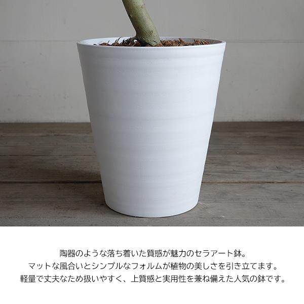 フィカス ウンベラータ ループ樹形 観葉植物 10号 大型 ゴムの木