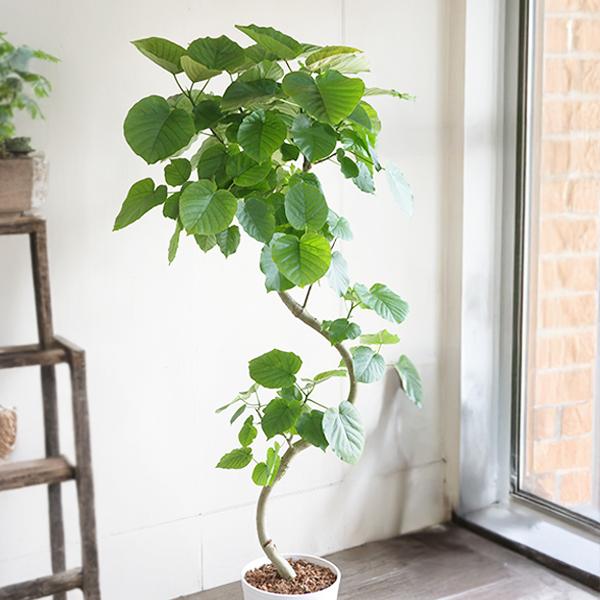 フィカス ウンベラータ ループ樹形 観葉植物 10号 大型 ゴムの木