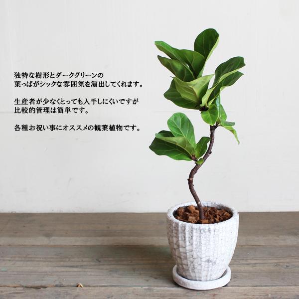 カシワバゴム バンビーノ ハンドメイドセラミック鉢 フィカス リラータ