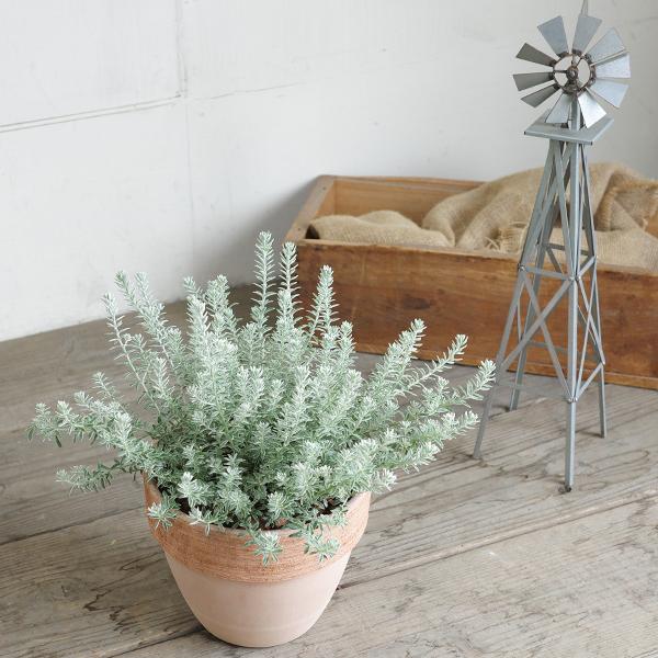 ウエストリンギア スモーキーホワイト イタリア製テラコッタ鉢 送料