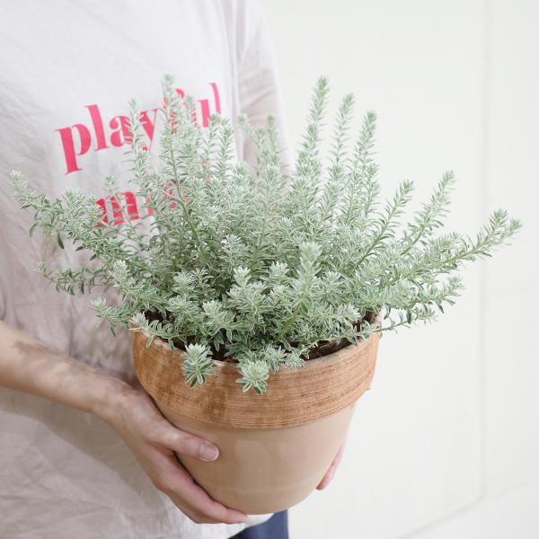 ウエストリンギア スモーキーホワイト テラコッタ鉢植え 苗木 苗 斑入り