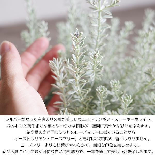 ウエストリンギア ”スモーキーホワイト” 選べるボタニープランター植え