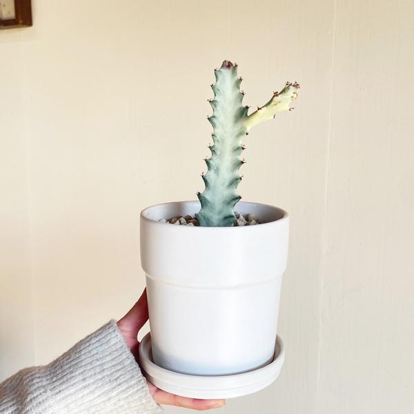 ホワイトゴースト 白色陶器鉢植え ユーフォルビア サボテン 多肉植物