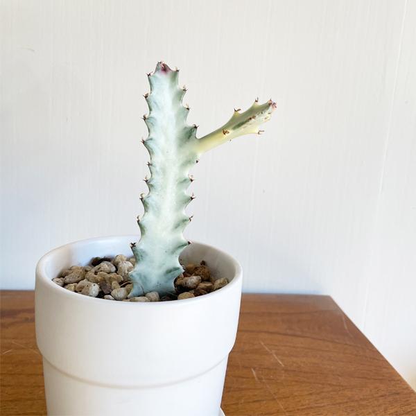 ホワイトゴースト 白色陶器鉢植え ユーフォルビア サボテン 多肉植物