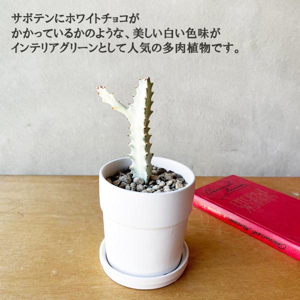 ホワイトゴースト 白色陶器鉢植え ユーフォルビア サボテン 多肉植物