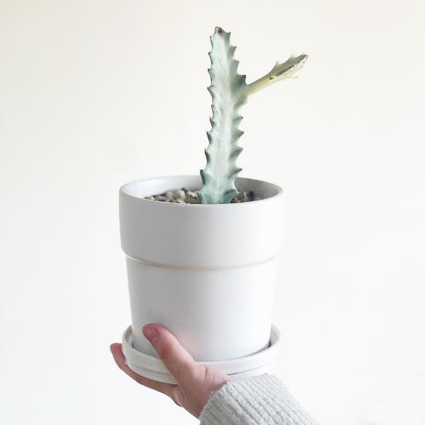 ホワイトゴースト 白色陶器鉢植え ユーフォルビア サボテン 多肉植物