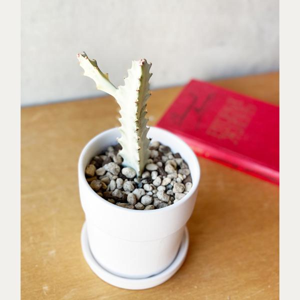 ホワイトゴースト 白色陶器鉢植え ユーフォルビア サボテン 多肉植物