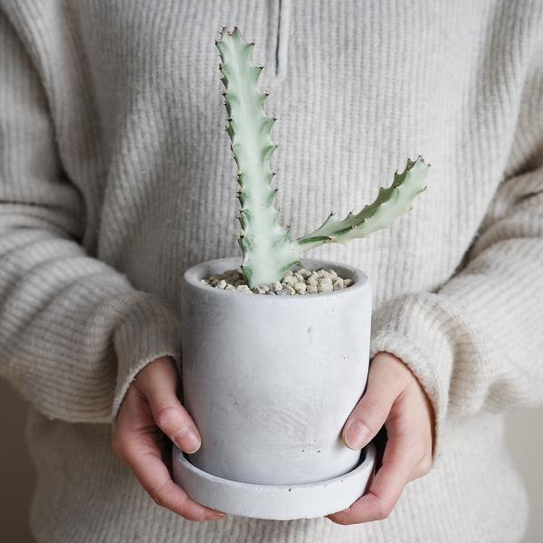 ホワイトゴースト アッシュグレー セメント鉢植え ユーフォルビア