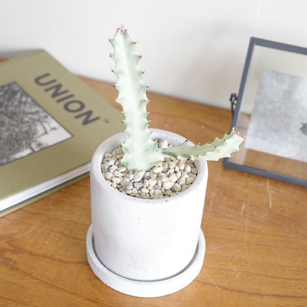 ホワイトゴースト アッシュグレー セメント鉢植え ユーフォルビア