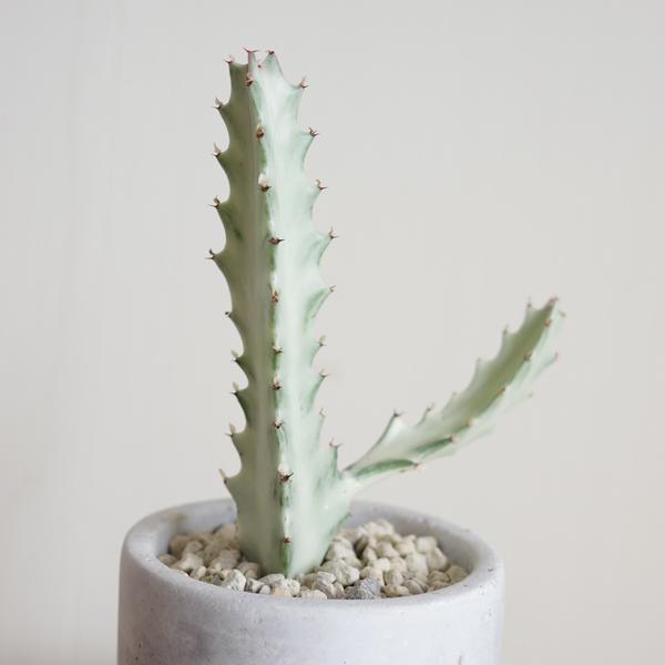 ホワイトゴースト アッシュグレー セメント鉢植え ユーフォルビア