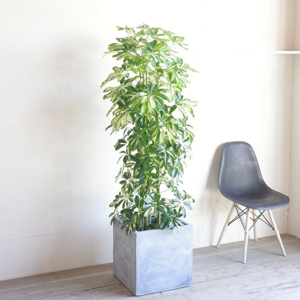 シェフレラ ホンコンカポック 観葉植物 10号 大型 斑入り イエロー