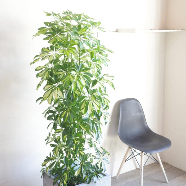 ◎シェフレラ ホンコンカポック／黄斑入り／観葉植物／苗木 ホンコンカポック(シェフレラ) 斑入り【白】 【観葉植物 4号鉢