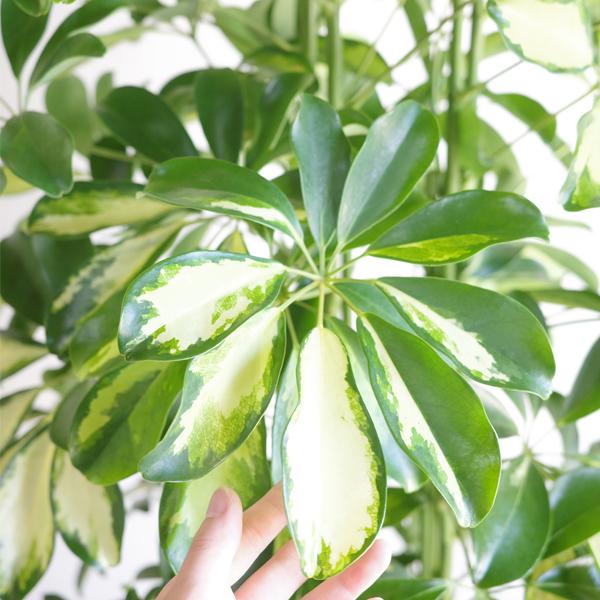 シェフレラ ホンコンカポック 観葉植物 10号 大型 斑入り イエロー