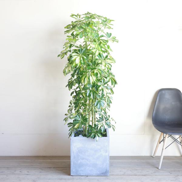 シェフレラ ホンコンカポック 観葉植物 10号 大型 斑入り イエロー