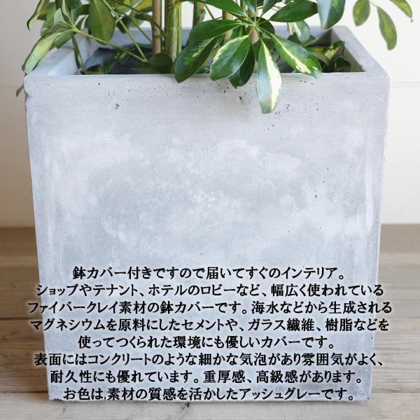 シェフレラ ホンコンカポック 観葉植物 10号 大型 斑入り イエロー