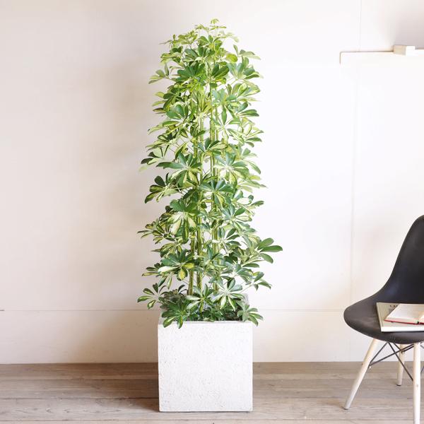 シェフレラ 斑入り 観葉植物 10号 大型 ホンコンカポック キューブ型