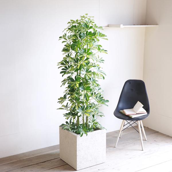 シェフレラ 斑入り 観葉植物 10号 大型 ホンコンカポック キューブ型