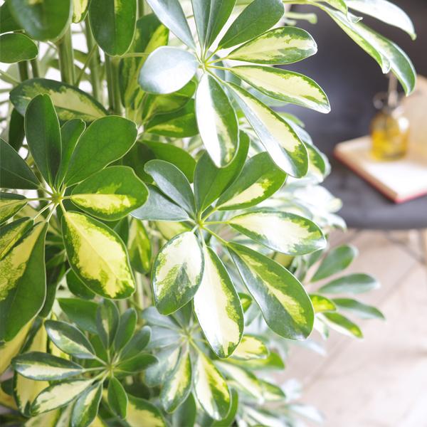 シェフレラ 斑入り 観葉植物 10号 大型 ホンコンカポック イエロー