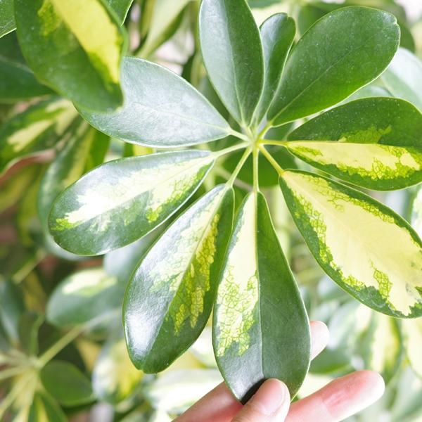 シェフレラ ホンコンカポック イエロー 斑入り 観葉植物 10号 大型