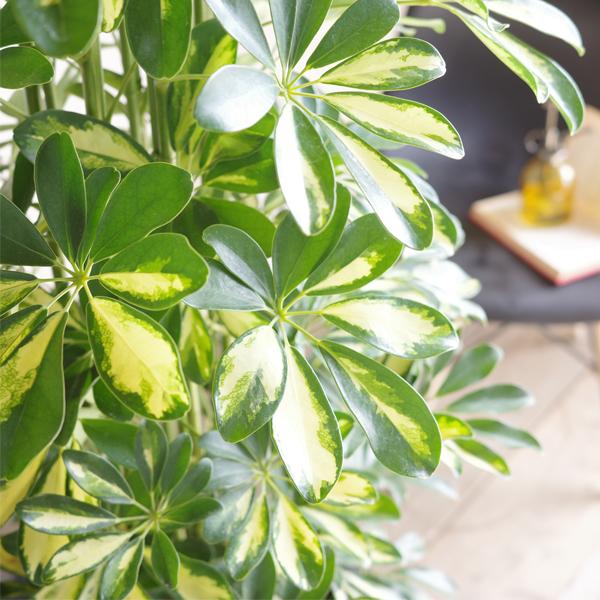 シェフレラ ホンコンカポック イエロー 斑入り 観葉植物 10号 大型