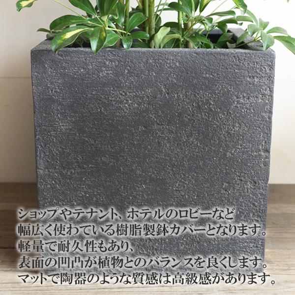 シェフレラ ホンコンカポック イエロー 斑入り 観葉植物 10号 大型