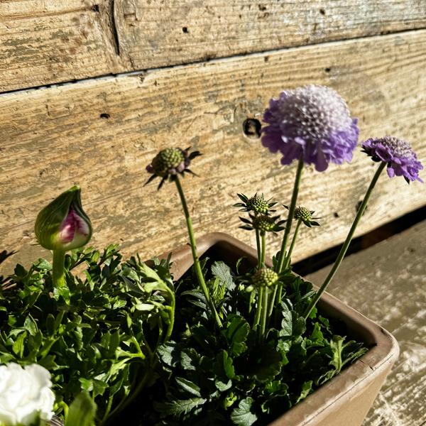季節の寄せ植え 花 苗 スクエア イタリア製テラコッタ鉢 テラコッタ