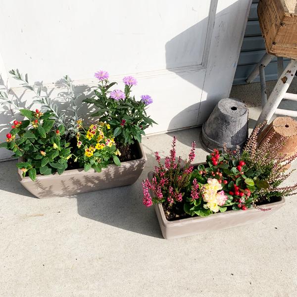 季節の寄せ植え 花 苗 スクエア イタリア製テラコッタ鉢 テラコッタ