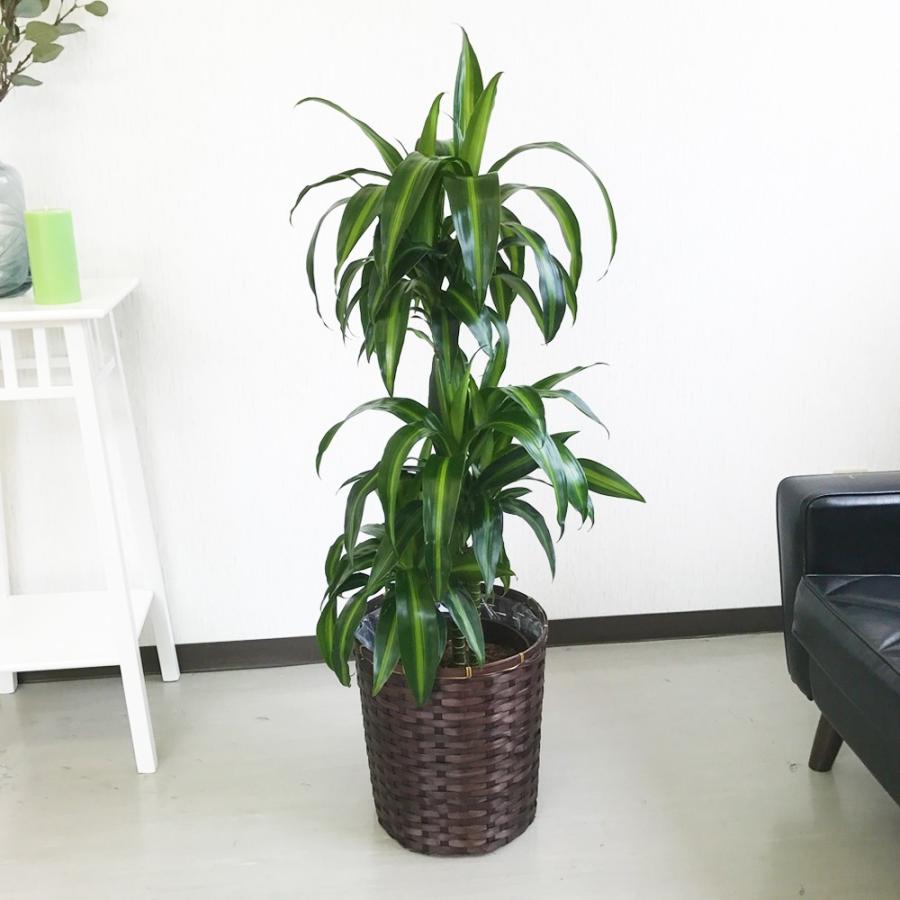 ドラセナ ハワイアン サンシャイン 鉢カバー付き 観葉植物 送料無料 中型 大型 Yukapukaku 観葉植物のパーフェクトグリーン 通販 Yahoo ショッピング