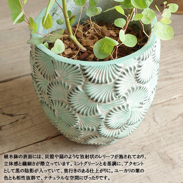 ユーカリ ファイバー鉢植え ミントグリーン 送料無料 ユーカリの木 