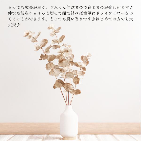 ユーカリ アンティークテラコッタ鉢植え 送料無料 ユーカリの木 鉢植え