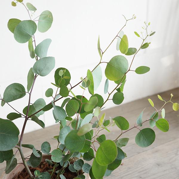 ユーカリ アンティークテラコッタ鉢植え 送料無料 ユーカリの木 鉢植え