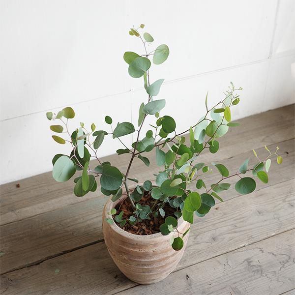 ユーカリ アンティークテラコッタ鉢植え 送料無料 ユーカリの木 鉢植え